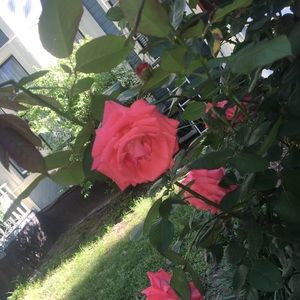 Meet your Posher, Taylor